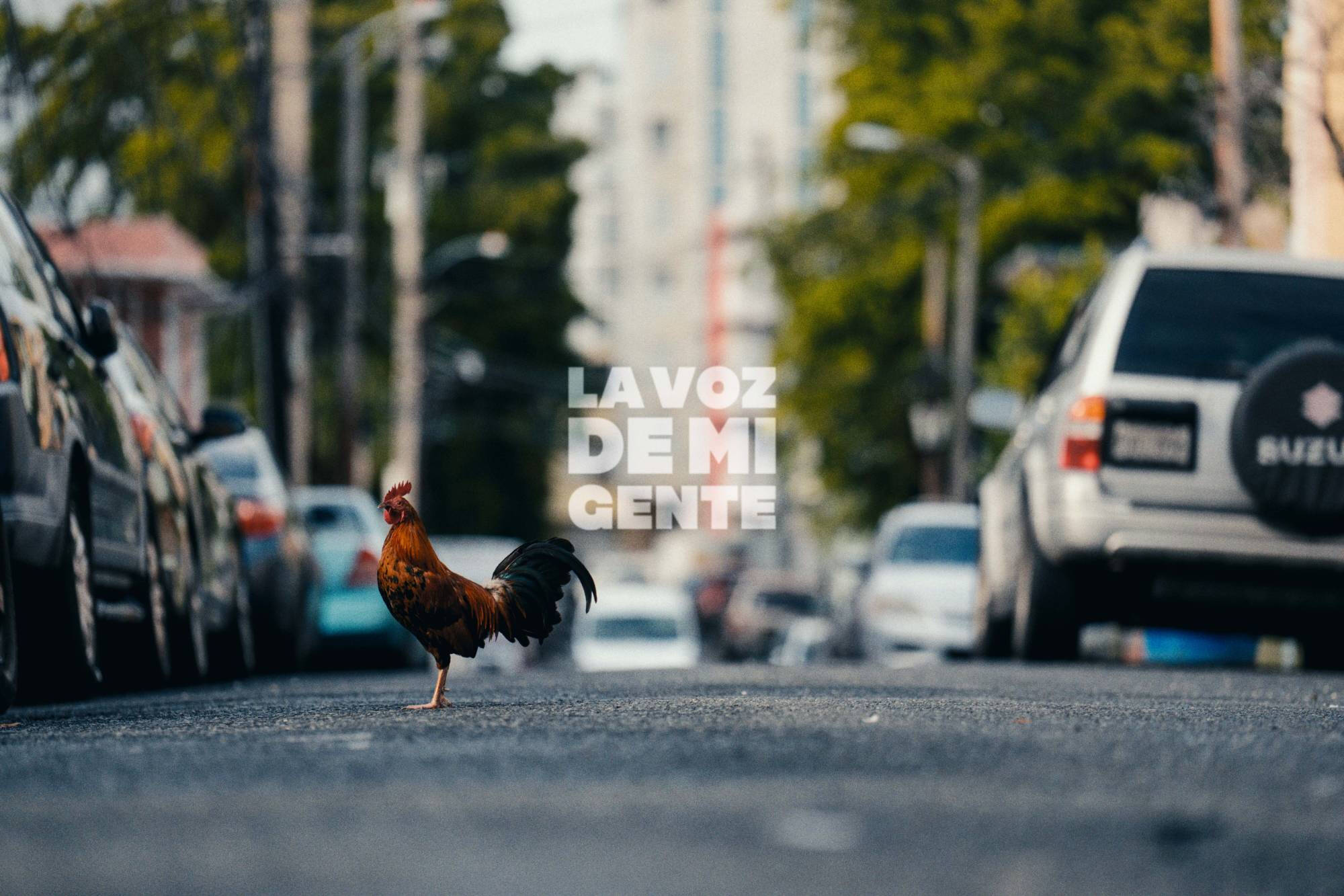 Photograph of a chicken in the road with the exhibit title La Voz De Mi Gente.